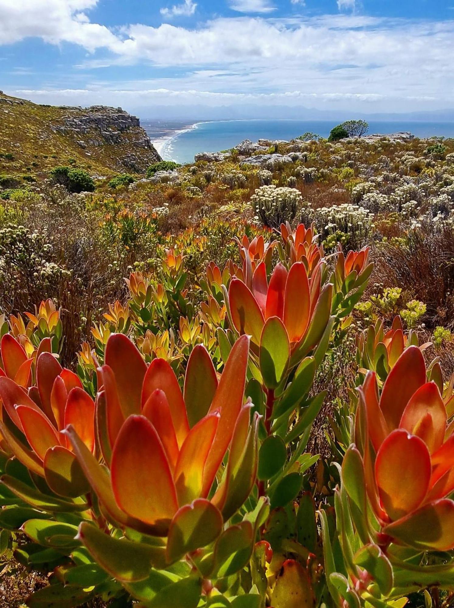 Mettahouse Villa Cape Town Eksteriør bilde